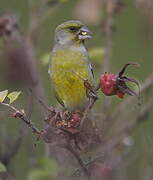 European Greenfinch