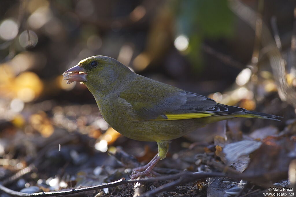 European Greenfinch male adult post breeding, feeding habits