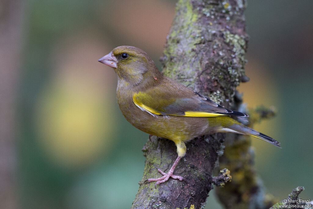 European Greenfinch male adult, identification