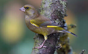 European Greenfinch