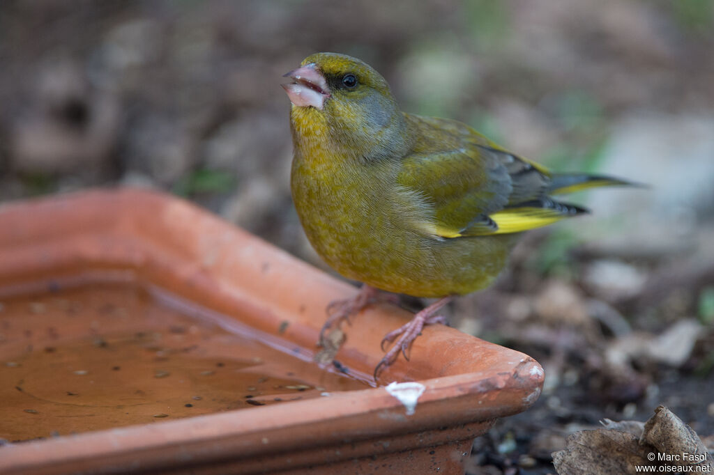 European Greenfinch male adult, identification, drinks