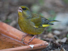 European Greenfinch