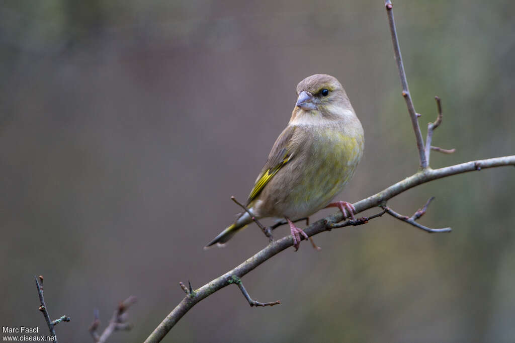 Verdier d'Europe femelle adulte, identification