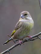 European Greenfinch