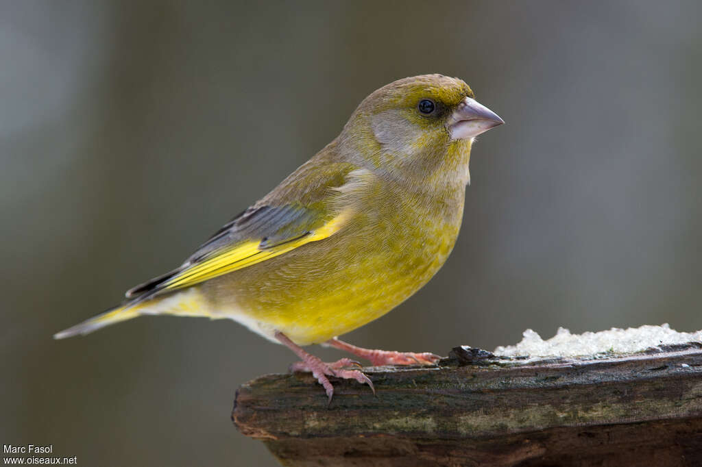 European Greenfinch male adult, identification