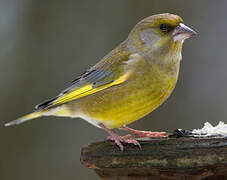 European Greenfinch