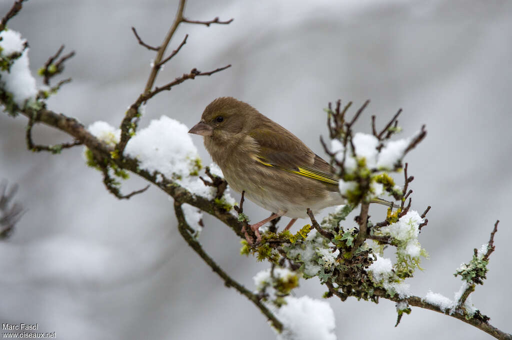 European Greenfinch female adult, identification