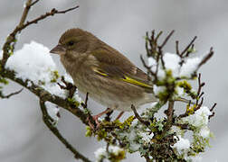 European Greenfinch