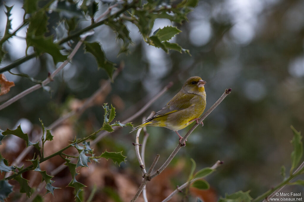 European Greenfinch male adult, identification