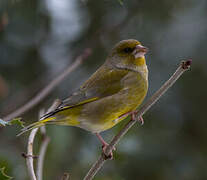 European Greenfinch