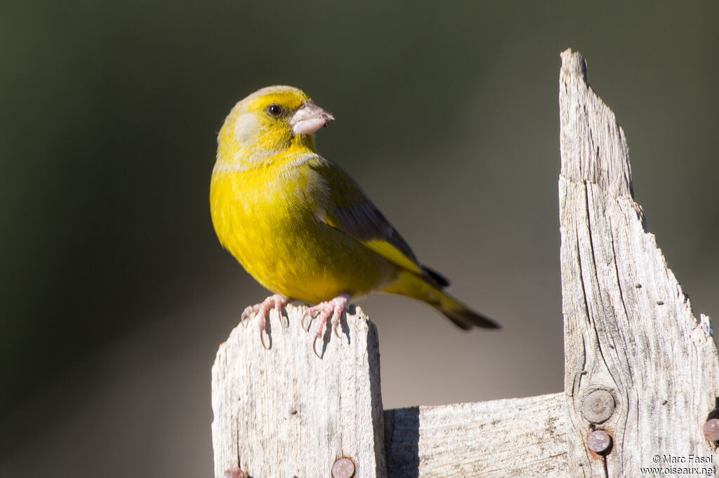 European Greenfinch male adult