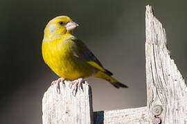 European Greenfinch