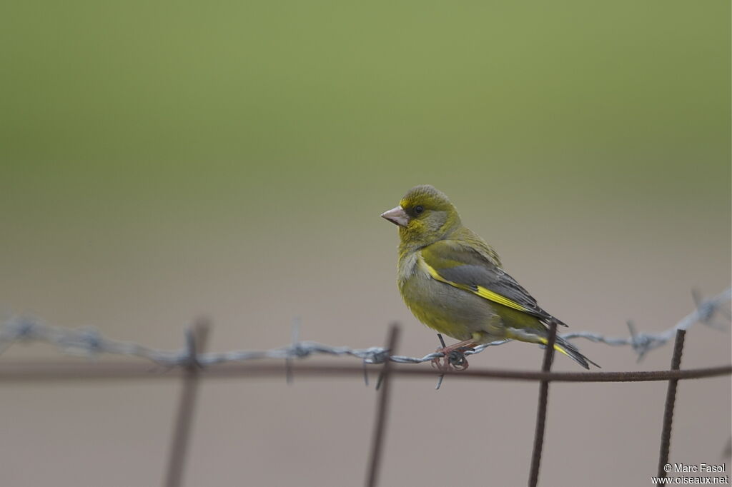 European Greenfinch male adult breeding, identification