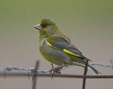 European Greenfinch