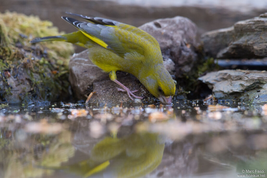 European Greenfinch male adult, identification, drinks