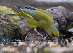 European Greenfinch