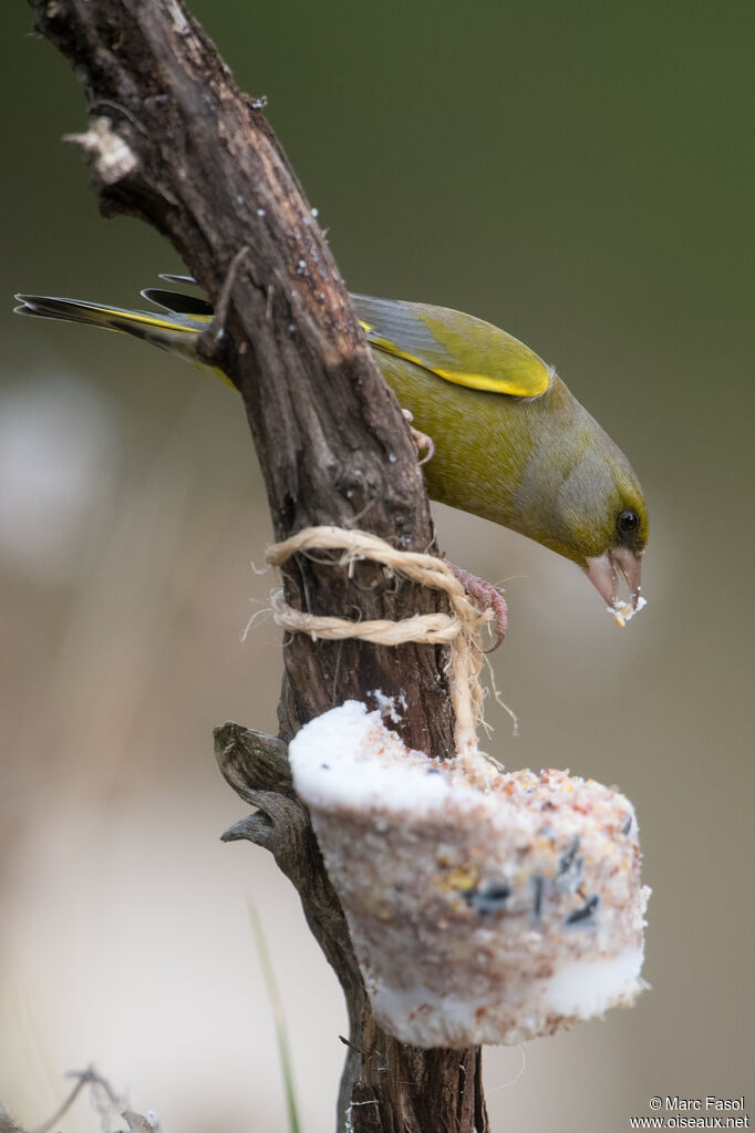 European Greenfinch male adult breeding, identification