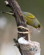 European Greenfinch