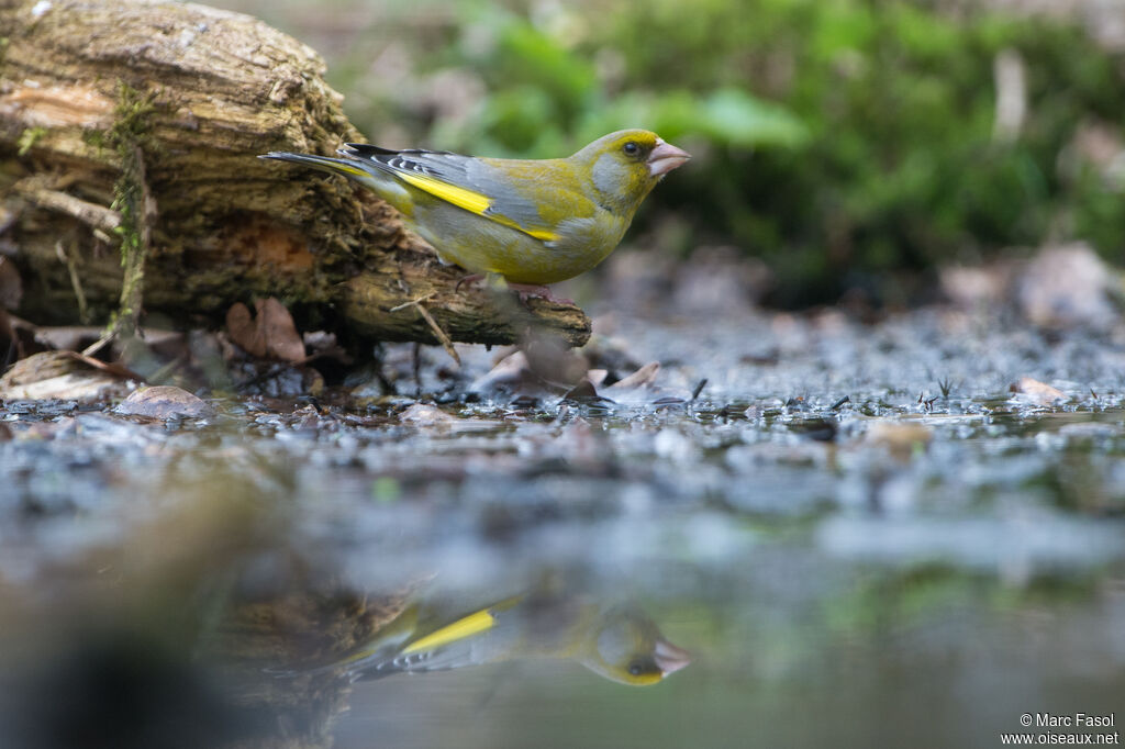 European Greenfinch male adult, drinks