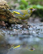 European Greenfinch