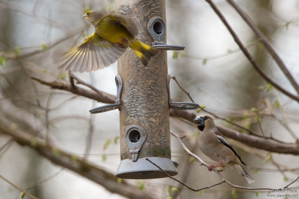 European Greenfinch male adult, Flight