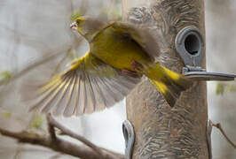 European Greenfinch