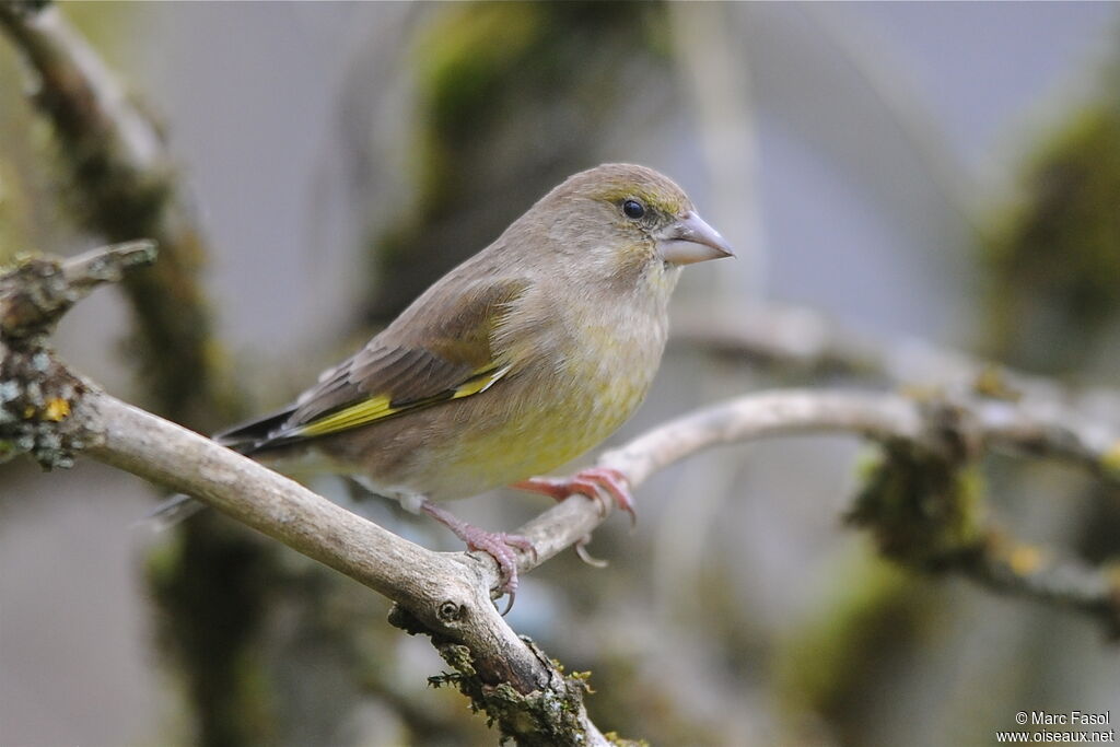 European Greenfinch female adult post breeding, identification