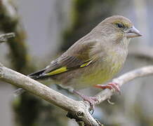 European Greenfinch