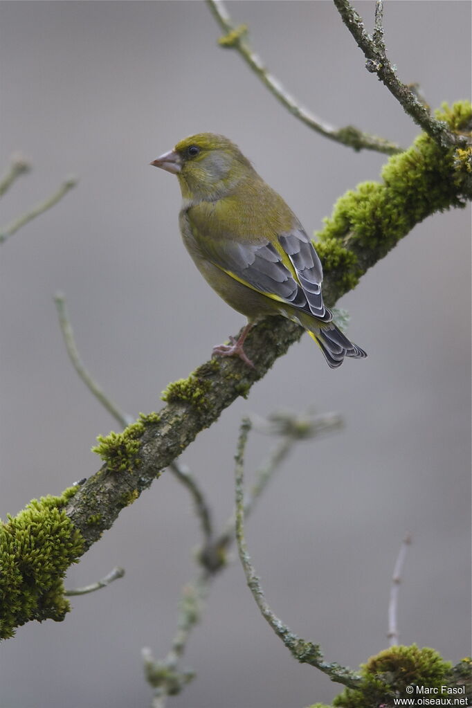 European Greenfinch male adult post breeding, identification