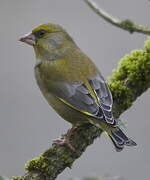 European Greenfinch