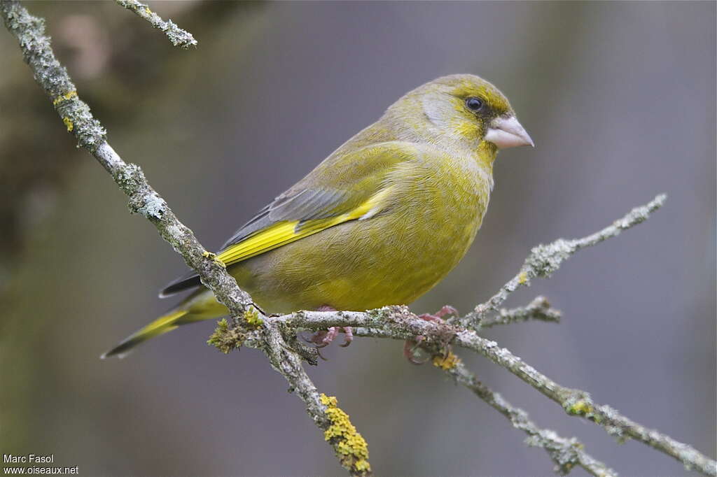 European Greenfinch male adult, identification