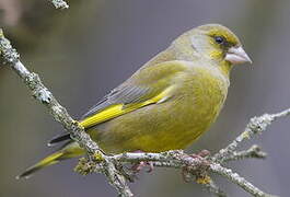 European Greenfinch