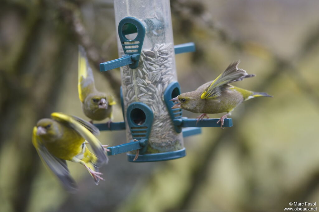 European Greenfinchadult post breeding, identification, Behaviour