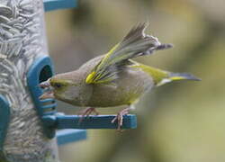 European Greenfinch