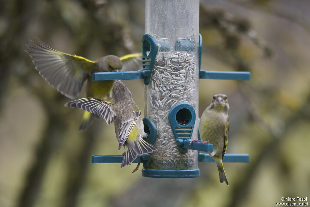 European Greenfinch, identification, Behaviour