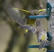 European Greenfinch