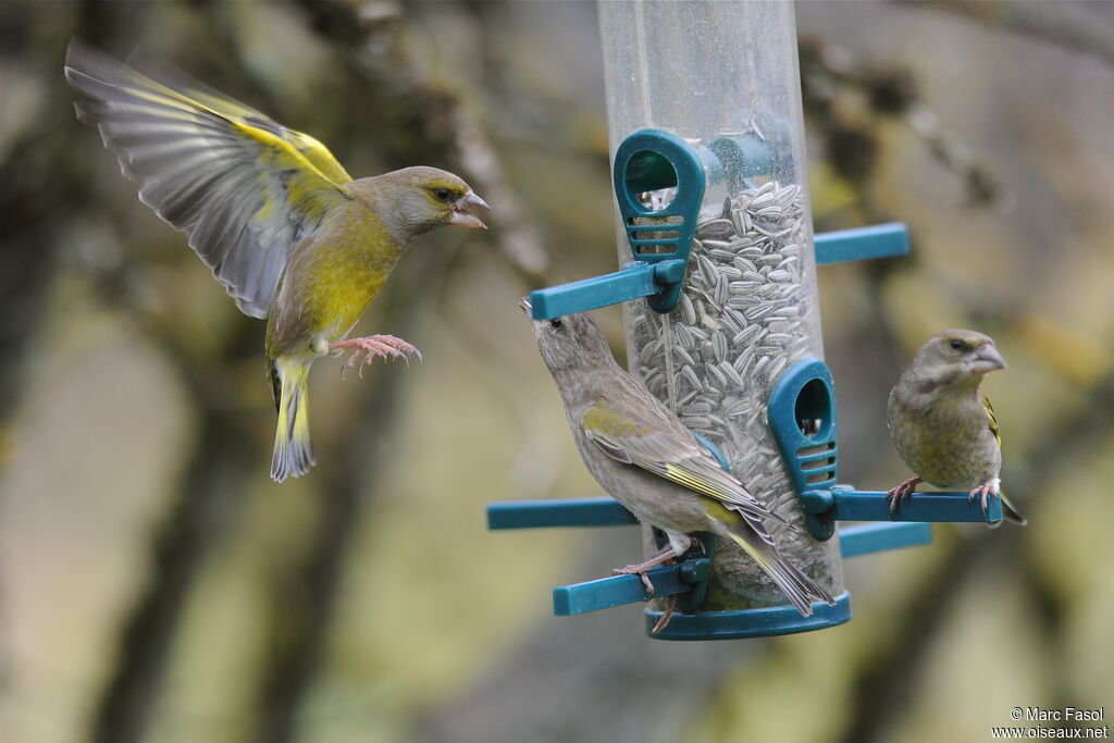 European Greenfinch, identification, Behaviour