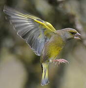 European Greenfinch