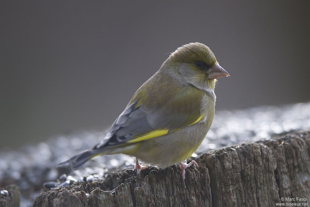 European Greenfinch female, identification, feeding habits