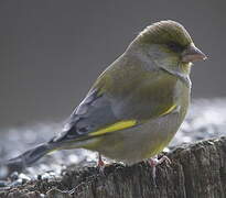 European Greenfinch