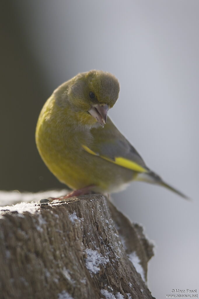 European Greenfinch male, feeding habits