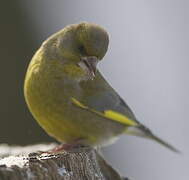 European Greenfinch