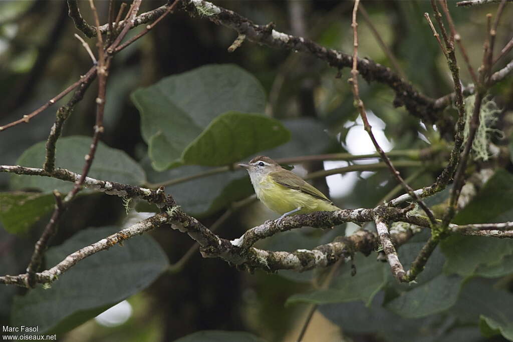 Brown-capped Vireoadult, identification