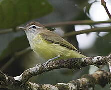 Viréo à calotte brune