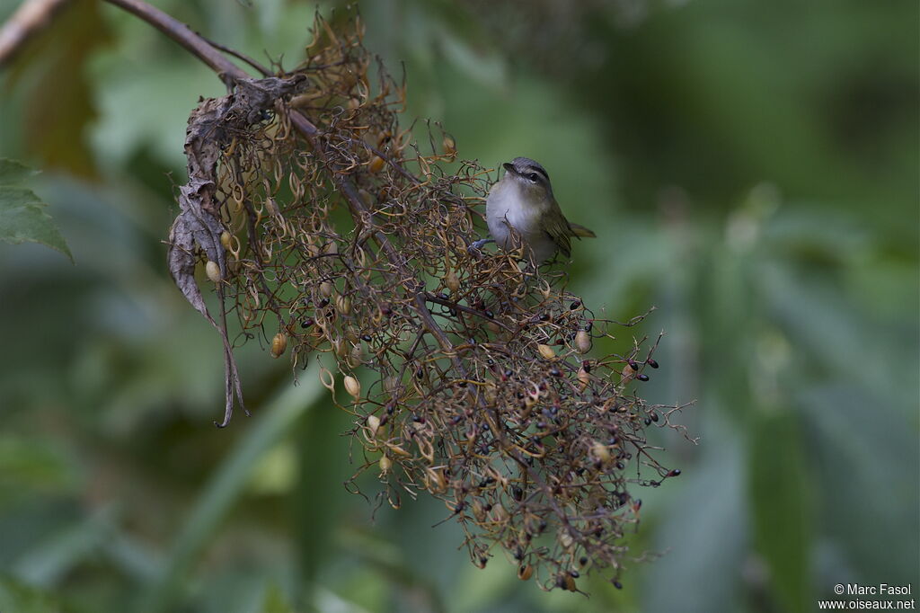 Red-eyed Vireoadult post breeding, identification, feeding habits