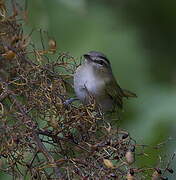 Red-eyed Vireo