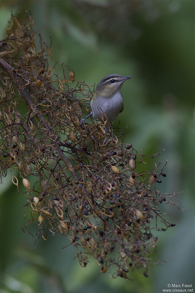 Red-eyed Vireoadult, identification, feeding habits