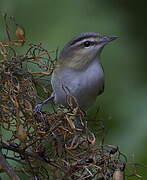 Red-eyed Vireo