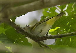 Red-eyed Vireo