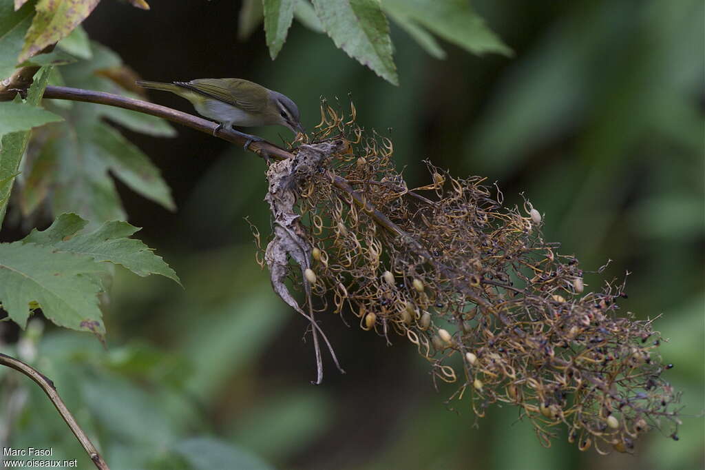 Red-eyed Vireoadult, pigmentation, feeding habits